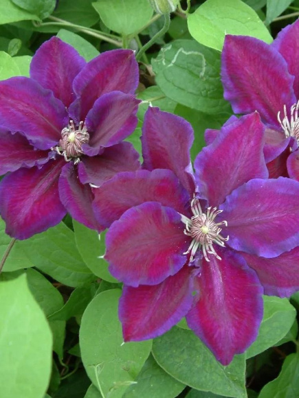 Клематис Юлька (Julka) купить с доставкой