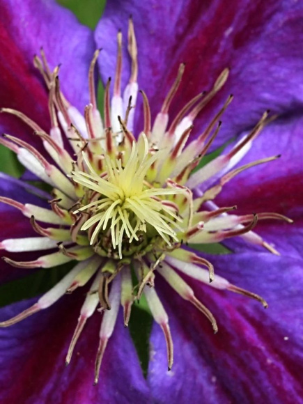 Клематис Юлька (Julka) купить с доставкой