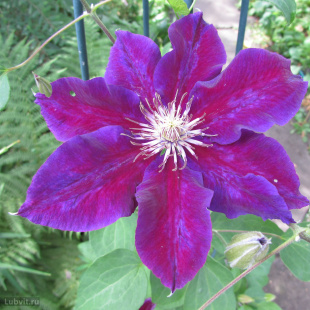 Клематис Юлька (Julka)