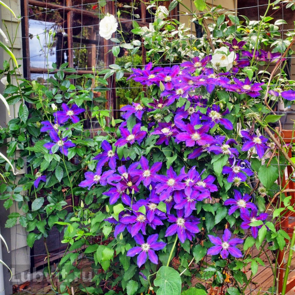 Клематис Юлька (Julka) купить с доставкой