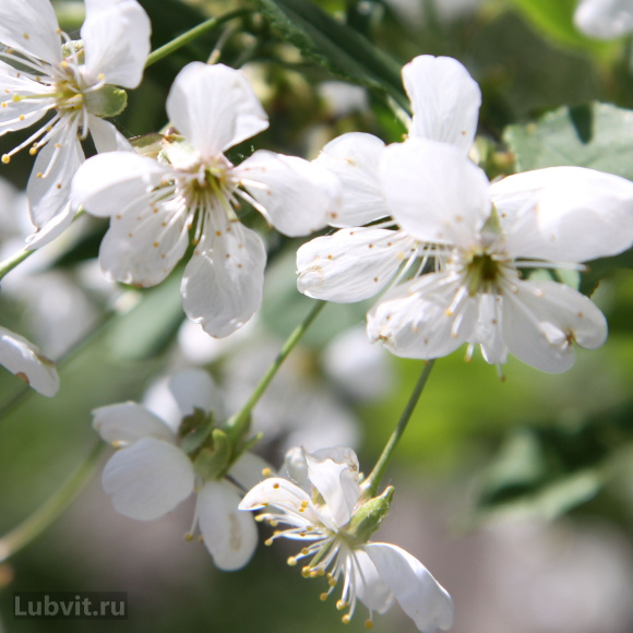 Вишня Волочаевка купить с доставкой