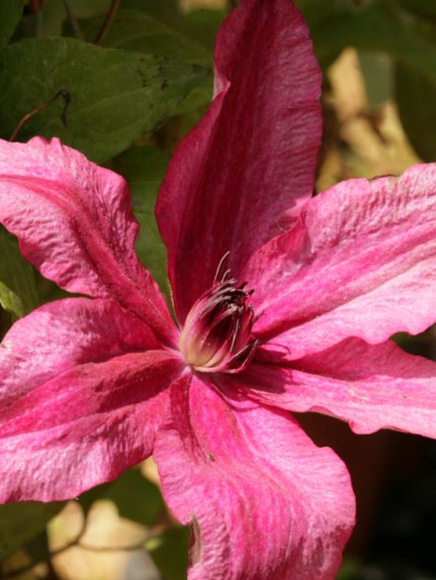 Клематис Барбара (Barbara) купить с доставкой