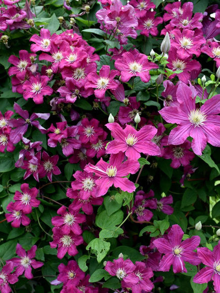 Клематис Барбара (Barbara) купить с доставкой