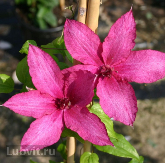 Клематис Барбара (Barbara) купить с доставкой