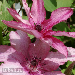 Клематис Барбара (Barbara)