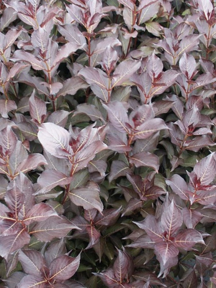 Вейгела Александра (Alexandra) купить с доставкой