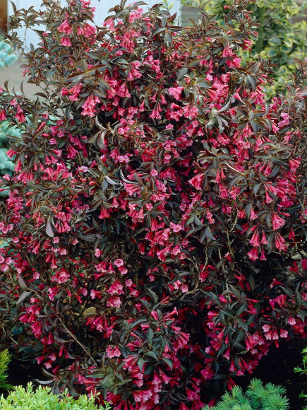 Вейгела Александра (Alexandra) купить с доставкой