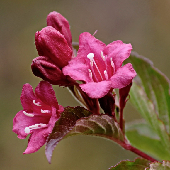 Вейгела Александра (Alexandra) купить с доставкой Вейгела Александра (Alexandra) купить с доставкой