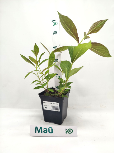 Вейгела Александра (Alexandra) купить с доставкой Вейгела Александра (Alexandra) купить с доставкой