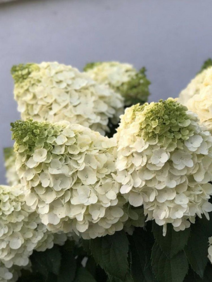 Гортензия Мэджикал Маттерхорн (Magical Matterhorn) метельчатая купить с доставкой