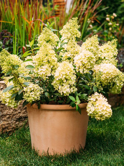 Гортензия Мэджикал Маттерхорн (Magical Matterhorn) метельчатая купить с доставкой