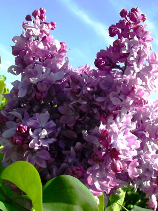 Сирень Георгий Свиридов Сирень Георгий Свиридов