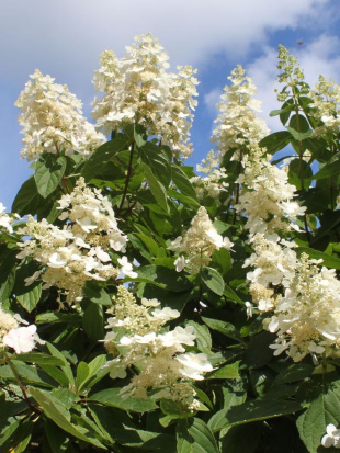 Гортензия Киушу (Kyushu) метельчатая