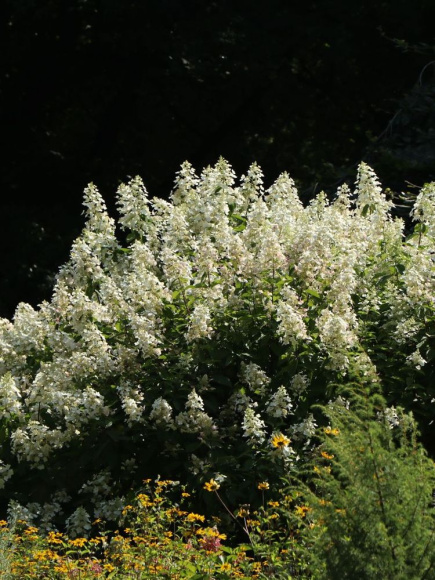 Гортензия Киушу (Kyushu) метельчатая купить с доставкой