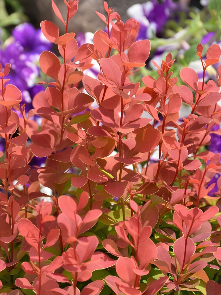 Барбарис Оранж Рокет (Orange Rocket) купить с доставкой