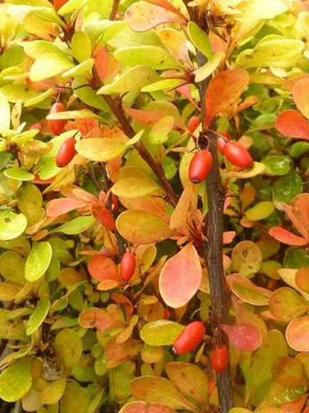 Барбарис Оранж Рокет (Orange Rocket) купить с доставкой