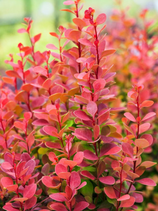 Барбарис Оранж Рокет (Orange Rocket) Барбарис Оранж Рокет (Orange Rocket)