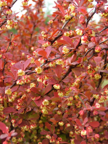 Барбарис Оранж Рокет (Orange Rocket) купить с доставкой