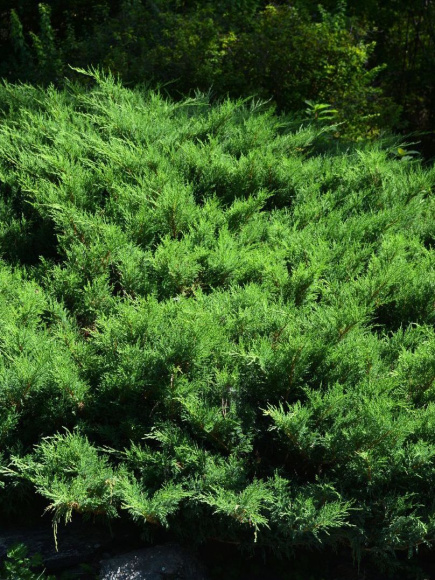 Можжевельник средний Минт Джулеп (Mint Julep) купить с доставкой