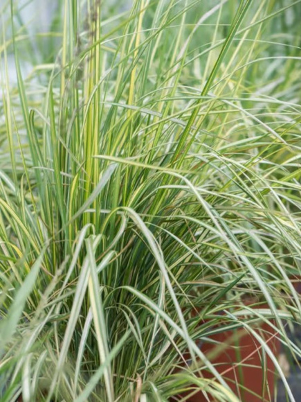 Вейник Ингланд (England) купить с доставкой