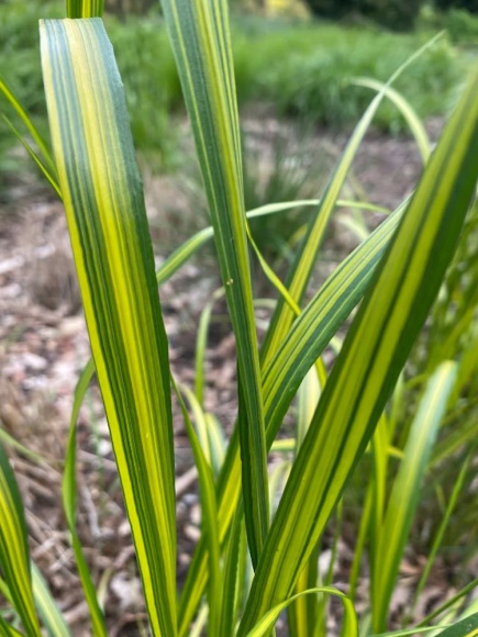 Вейник Ингланд (England) купить с доставкой