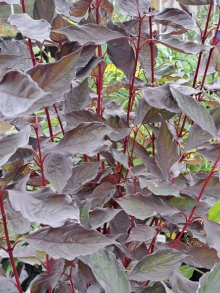 Дерен Найтфолл (Nightfall) купить с доставкой