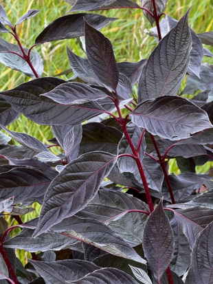 Дерен Найтфолл (Nightfall) Дерен Найтфолл (Nightfall)