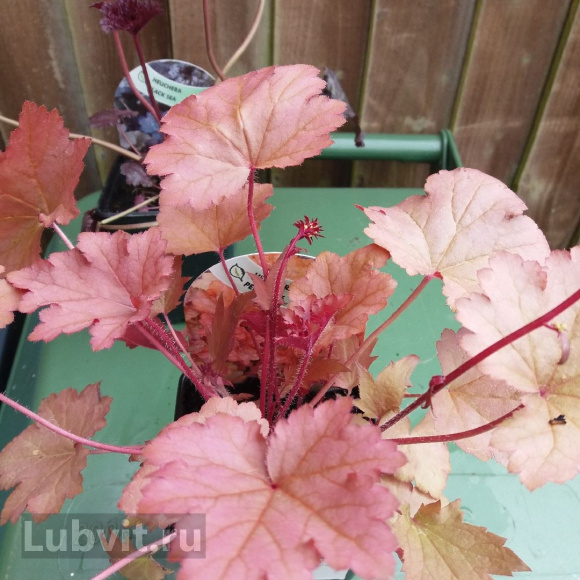 Гейхера Пенелопа (Penelope) купить с доставкой