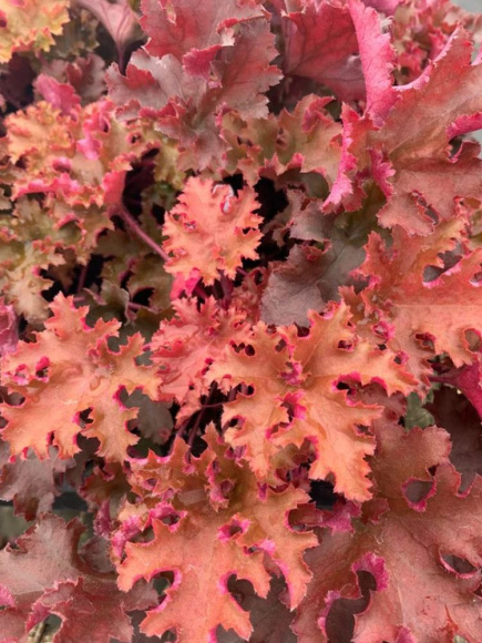 Гейхера Зиппер (Zipper) купить с доставкой Гейхера Зиппер (Zipper) купить с доставкой