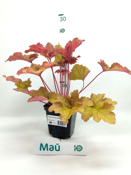 Гейхера Зиппер (Zipper) купить с доставкой Гейхера Зиппер (Zipper) купить с доставкой