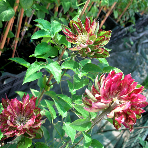 Клематис Каен (Kaen) купить с доставкой