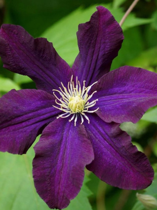 Клематис Романтика (Romantika)