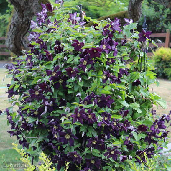 Клематис Романтика (Romantika) купить с доставкой Клематис Романтика (Romantika) купить с доставкой