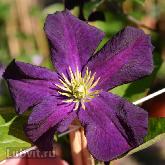 Клематис Романтика (Romantika) купить с доставкой Клематис Романтика (Romantika) купить с доставкой