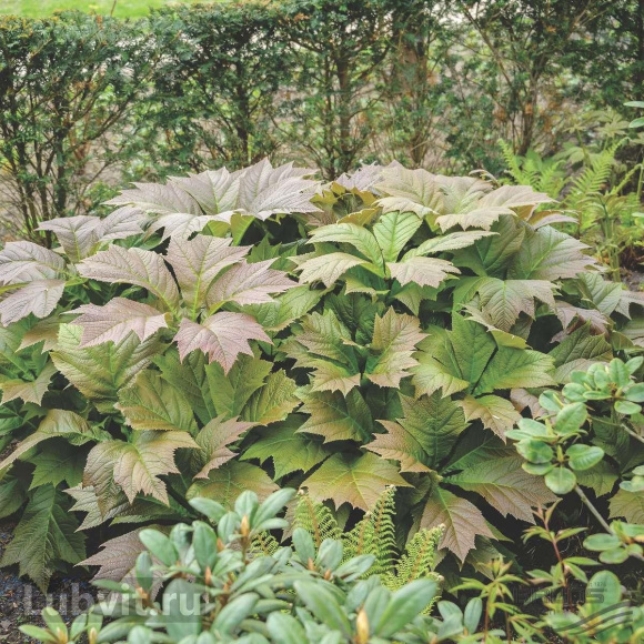 Роджерсия подофилловая или стополистная купить с доставкой