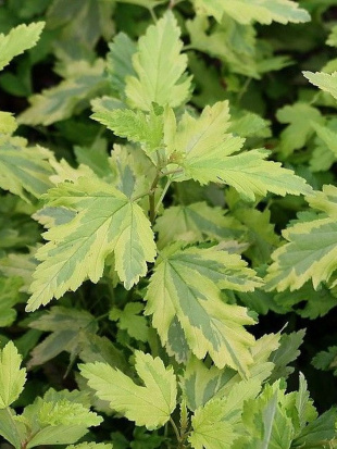 Пузыреплодник Голден Энни (Golden Anny) Пузыреплодник Голден Энни (Golden Anny)