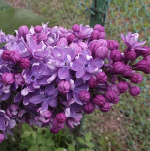 Сирень Владимир Архангельский Сирень Владимир Архангельский