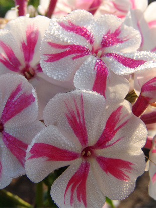 Флокс Твистер (Twister)