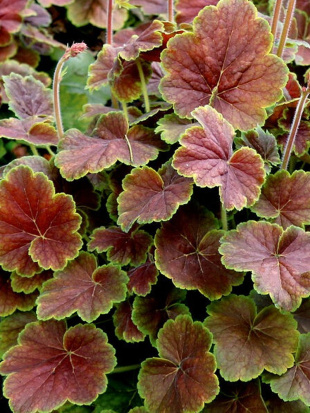 Гейхера Нозен Эксплоужен Сиенна (Northern Exposure Sienna) Гейхера Нозен Эксплоужен Сиенна (Northern Exposure Sienna)