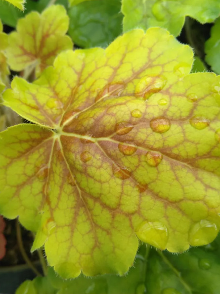 Гейхера Нозен Эксплоужен Сиенна (Northern Exposure Sienna) купить с доставкой