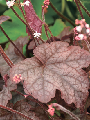 Гейхера Инфинити (Infinity)