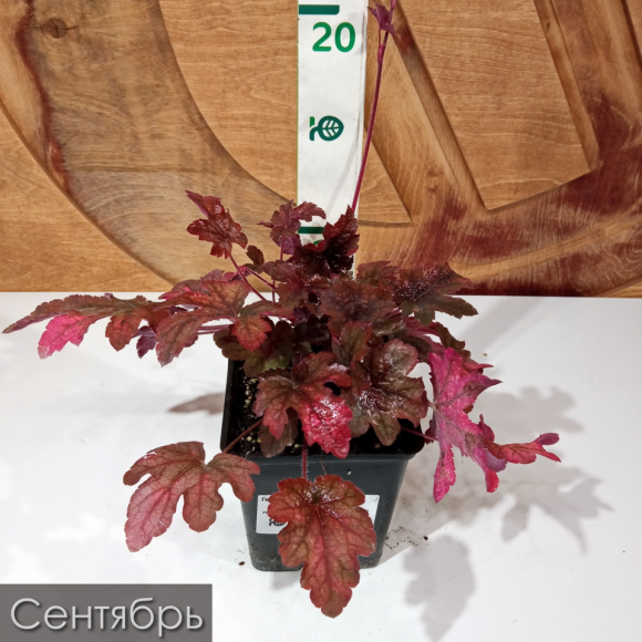 Гейхера Инфинити (Infinity) купить с доставкой