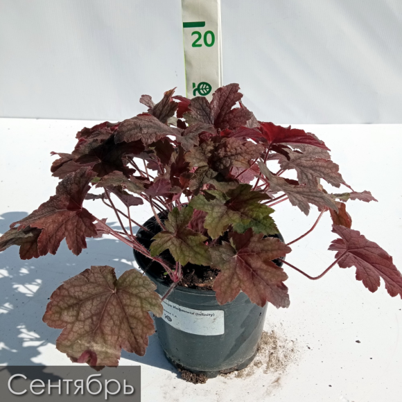 Гейхера Инфинити (Infinity) купить с доставкой