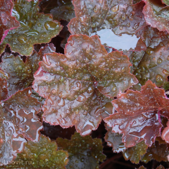 Гейхера Рейчел (Rachel) купить с доставкой