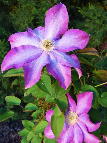 Клематис Какио (Kakio) купить с доставкой