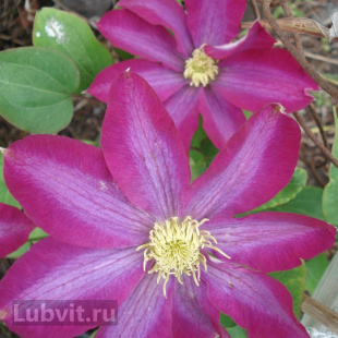 Клематис Какио (Kakio)