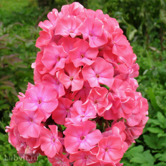 Флокс Московская сказка купить с доставкой