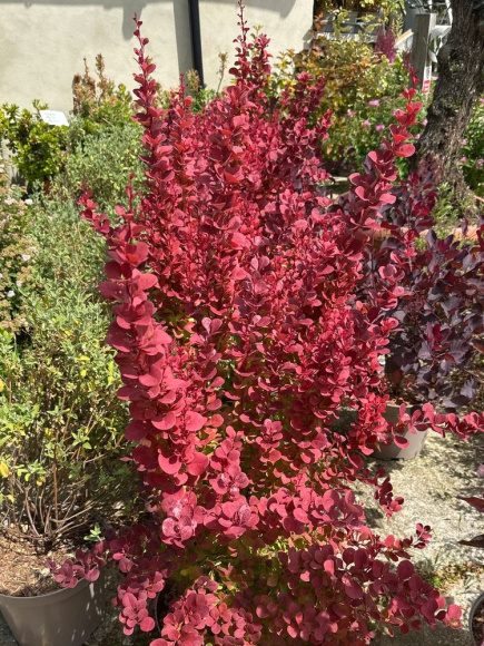 Барбарис Венис (Venice) купить с доставкой Барбарис Венис (Venice) купить с доставкой