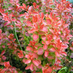 Барбарис Венис (Venice)