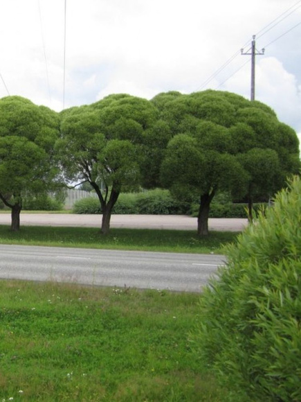 Ива Булата купить с доставкой